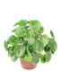 Chinese Money Plant House Plant