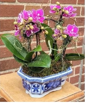 CHINOISSERE ORCHID  