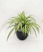 Chlorophytum  Plant