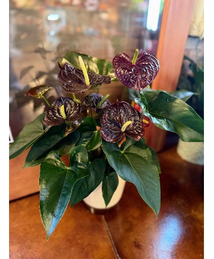 Chocolate Brown Anthurium Blooming Plant