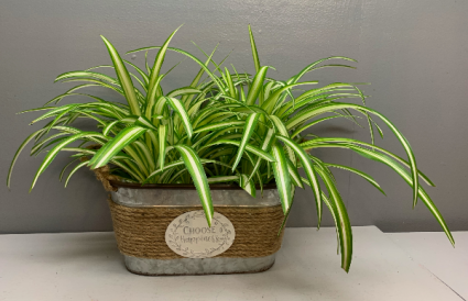 Choose Happiness with spider plants planter
