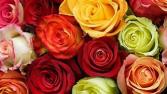 Choose Your Color Rose Arrangment 1 Dz Vased Roses