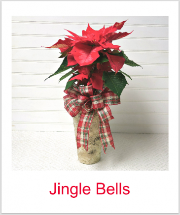 Poinsettia in Birch Plant