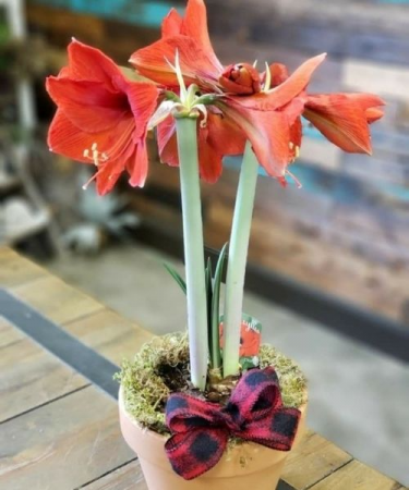 Christmas Amaryllis Christmas
