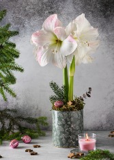 Christmas Amaryllis Potted Plant