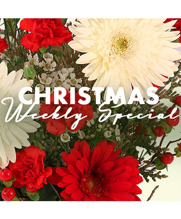Christmas Arrangement Designer's Choice in Waldoboro, ME | SHELLEY'S FLOWERS & GIFTS