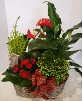 Christmas Basket Plants