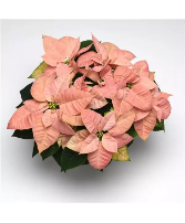 Christmas Beauty Cinnamon Poinsettia 