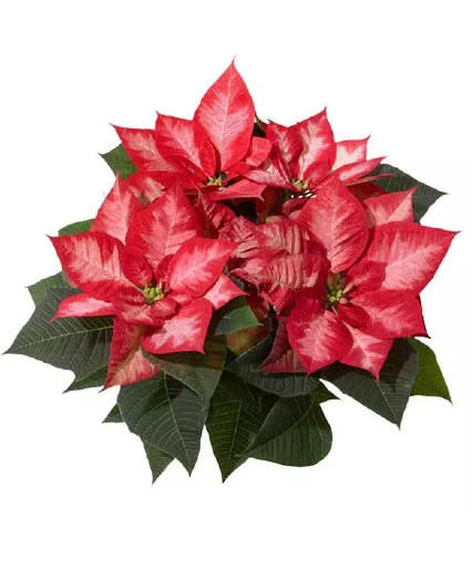 Christmas Beauty Princess Poinsettia 