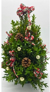 English Christmas Boxwood Tree 