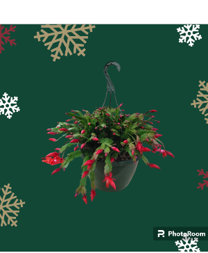 Christmas Cactus 10"  Hanging Basket
