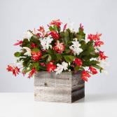 Christmas Cactus 