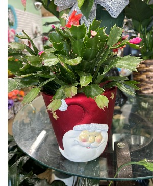 CHRISTMAS CACTUS 6" 