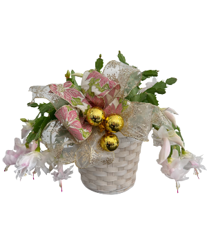 Blooming Christmas Cactus 6 inch