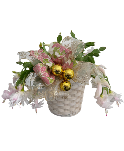 Blooming Christmas Cactus 6 inch