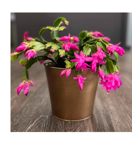 Christmas cactus 6