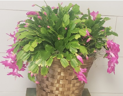 Christmas Cactus