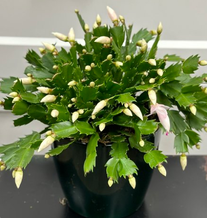 Christmas Cactus  