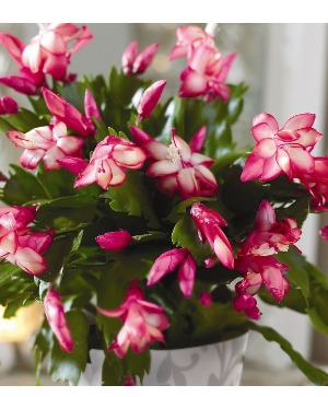 Christmas Cactus 