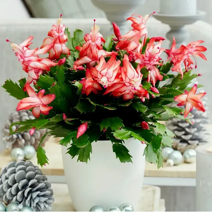 Christmas Cactus 