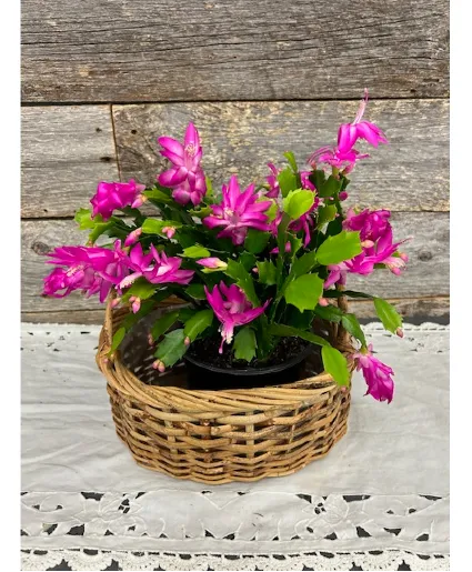 Sold Out!!!...Christmas Cactus 