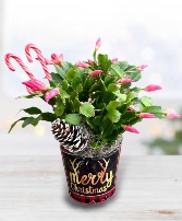 Christmas Cactus 