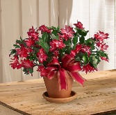 CHRISTMAS CACTUS 