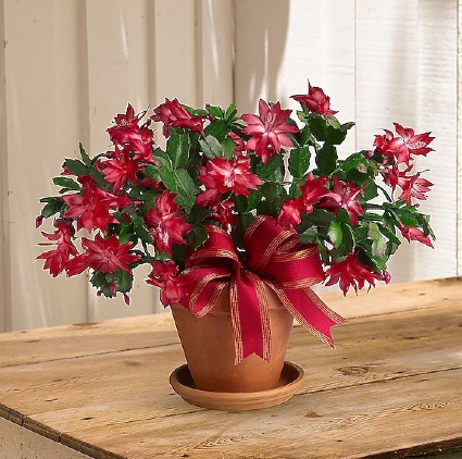 CHRISTMAS CACTUS 