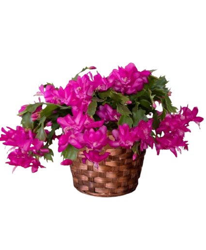 Christmas Cactus 