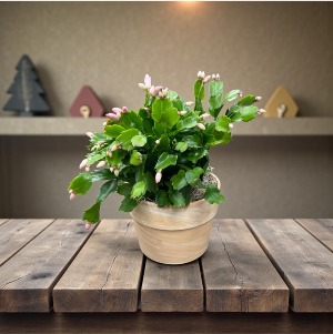 Christmas Cactus 
