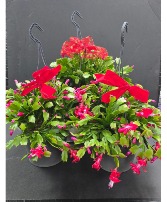 CHRISTMAS CACTUS 