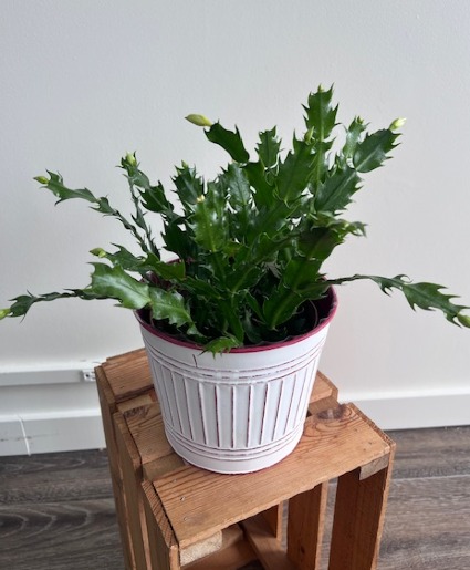 Christmas Cactus 