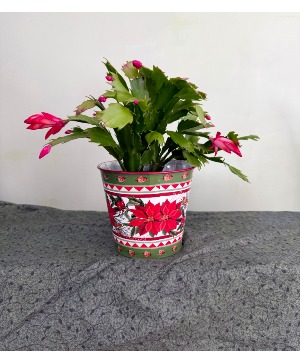 Christmas Cactus  