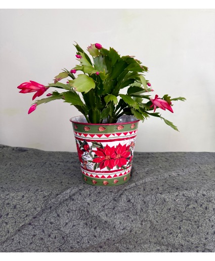 Christmas Cactus  