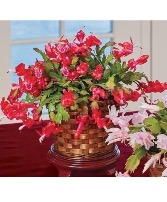 Christmas cactus 