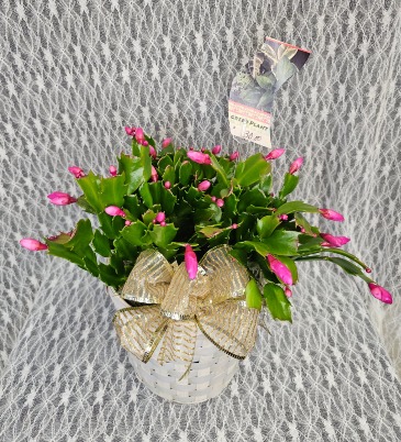 Christmas Cactus  in Fort Wayne, IN | MORING'S FLOWERS & GIFTS, INC.