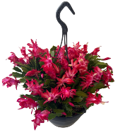 Christmas Cactus Blooming Christmas Cactus in hanging pot
