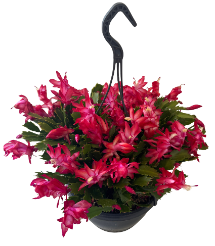 Christmas Cactus Blooming Christmas Cactus in hanging pot