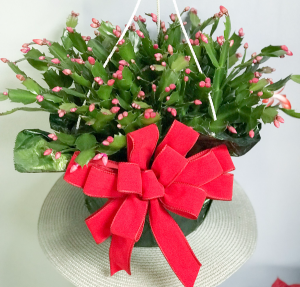 Christmas Cactus Blooming Plant