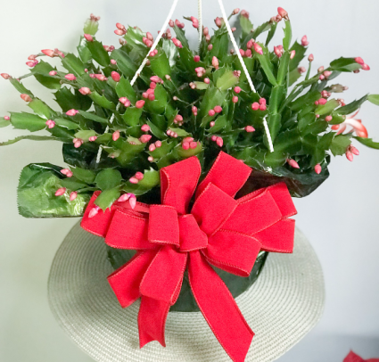 Christmas Cactus Blooming Plant