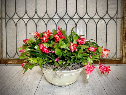 Christmas Cactus Blooming Plant
