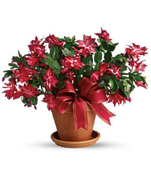 Christmas Cactus Blooming Plant
