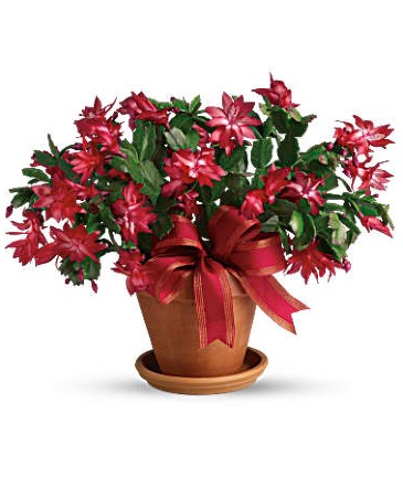 Christmas Cactus Blooming Plant in Hampstead, NC | Surf City Florist