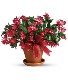 Holiday Cactus Blooming Plant