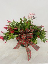 Christmas Cactus BLOOMING PLANT