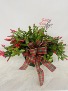 Christmas Cactus BLOOMING PLANT