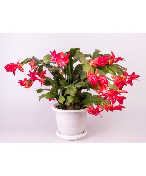 Christmas cactus Blooming plant