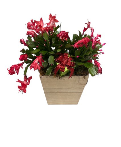 Christmas Cactus  Box