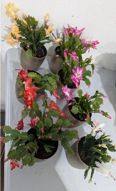Christmas Cactus Cactus