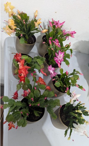 Christmas Cactus Cactus